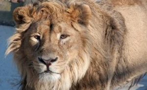 Gorgeous Fauna of Armenian Highlands