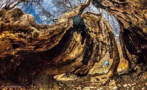 2000-Year-Old Plane Tree in Skhtorashen