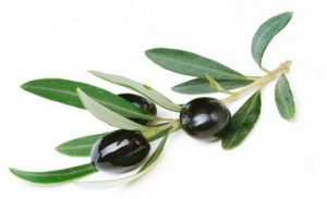 Olive Tree Was Brought to Palestine from Armenia in 4000 BC