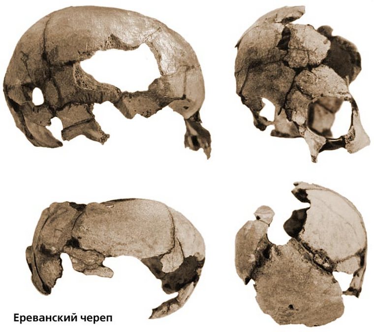 A 0.9-0.5 Million Years Old Skull From Yerevan - Art-A-Tsolum