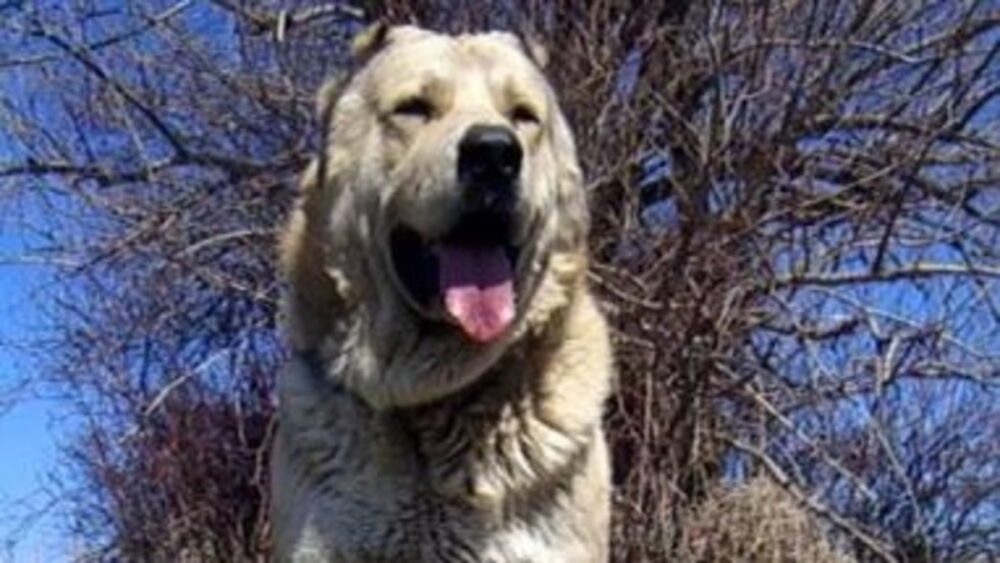The Majestic Gampr: Armenia’s Heritage Canine
