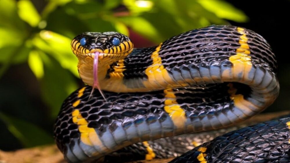 The Legendary Snakes of the Armenian Highlands: Guardians, Symbols, and Mystics
